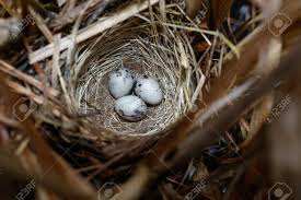Attēlu rezultāti vaicājumam “Emberiza schoeniclus eggs”