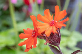 Attēlu rezultāti vaicājumam “Silene x arkwrightii Vesuvius flower”