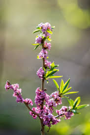 Attēlu rezultāti vaicājumam “Daphne mezereum flower”
