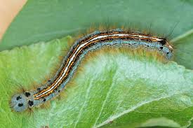 Attēlu rezultāti vaicājumam “Malacosoma neustria”