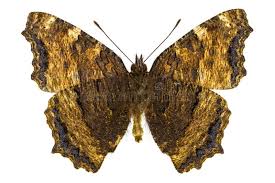 Attēlu rezultāti vaicājumam “Nymphalis xanthomelas pupa”