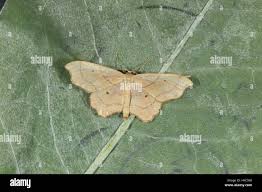 Attēlu rezultāti vaicājumam “Idaea emarginata”