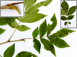 Attēlu rezultāti vaicājumam “Carya”