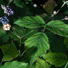 Attēlu rezultāti vaicājumam “Rubus caesius”