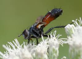 Attēlu rezultāti vaicājumam “Cylindromyia sp.”