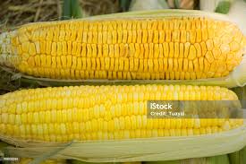 Attēlu rezultāti vaicājumam “Zea mays”