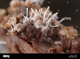 Attēlu rezultāti vaicājumam “Arcyria denudata stalked”