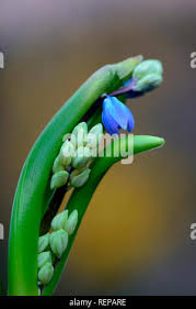 Attēlu rezultāti vaicājumam “Scilla siberica bud”