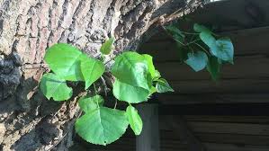 Attēlu rezultāti vaicājumam “Populus x canadensis fruit”