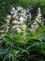 Image result for Aruncus dioicus