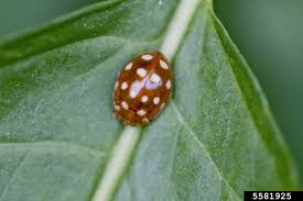 Attēlu rezultāti vaicājumam “Calvia quatuordecimguttata”