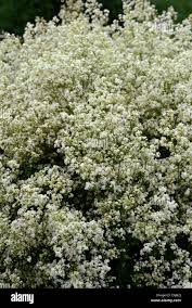 Attēlu rezultāti vaicājumam “Galium schultesii”