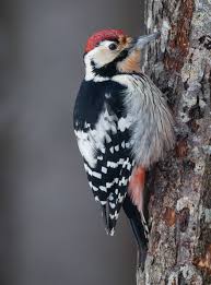 Attēlu rezultāti vaicājumam “Dendrocopos leucotos male”