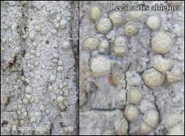 Attēlu rezultāti vaicājumam “Lecanactis abietina”