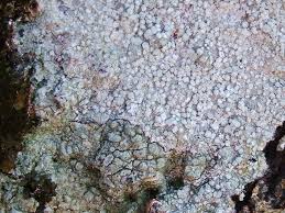 Attēlu rezultāti vaicājumam “Pertusaria amara”