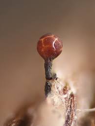 Attēlu rezultāti vaicājumam “Claustria didermoides macro”