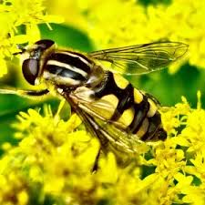 Attēlu rezultāti vaicājumam “Helophilus pendulus”