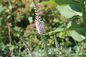 Attēlu rezultāti vaicājumam “Veronica longifolia leaf”