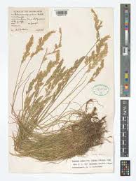 Attēlu rezultāti vaicājumam “Festuca rubra subsp. rubra fruit”