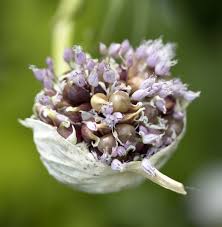 Attēlu rezultāti vaicājumam “Allium sativum bud”