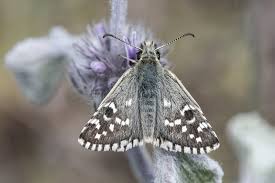 Attēlu rezultāti vaicājumam “Pyrgus alveus underside”