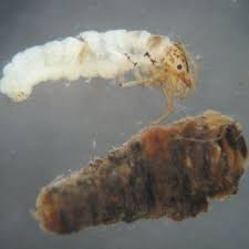 Attēlu rezultāti vaicājumam “Oecetis ochracea”