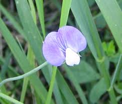 Attēlu rezultāti vaicājumam “Lathyrus”