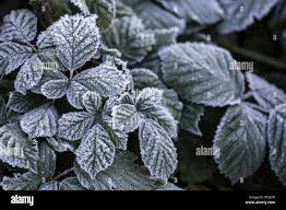 Image result for Rubus sectio