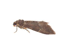 Attēlu rezultāti vaicājumam “Triphosa dubitata”