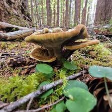 Attēlu rezultāti vaicājumam “Phaeolus schweinitzii”