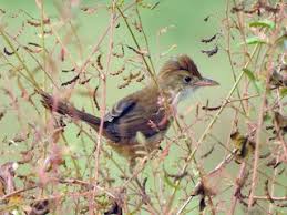 Image result for Acrocephalus aedon