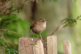 Attēlu rezultāti vaicājumam “Troglodytes troglodytes”