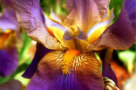 Image result for Iris
