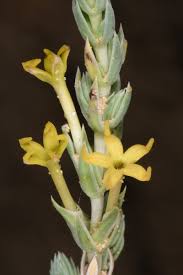 Attēlu rezultāti vaicājumam “Anthyllis maritima”