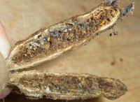 Attēlu rezultāti vaicājumam “Lasioptera rubi larva”