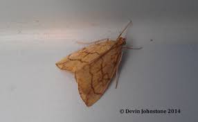 Attēlu rezultāti vaicājumam “Evergestis pallidata”