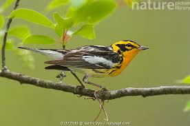 Image result for Dendroica fusca