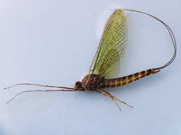 Attēlu rezultāti vaicājumam “Siphlonurus male”