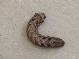 Attēlu rezultāti vaicājumam “Axylia putris”