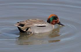 Attēlu rezultāti vaicājumam “Anas crecca”