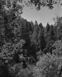 Image result for bohemian club