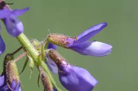 Attēlu rezultāti vaicājumam “Galega orientalis”