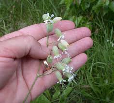 Attēlu rezultāti vaicājumam “Silene vulgaris”
