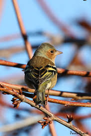 Attēlu rezultāti vaicājumam “Fringilla coelebs juvenile”