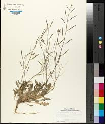 Attēlu rezultāti vaicājumam “Diplotaxis muralis fruit”