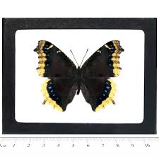 Attēlu rezultāti vaicājumam “Nymphalis antiopa upperside”