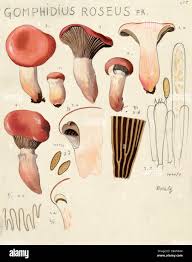 Attēlu rezultāti vaicājumam “Gomphidius roseus”