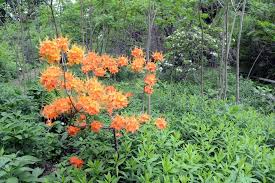 Attēlu rezultāti vaicājumam “Rhododendron calendulaceum”