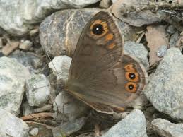 Attēlu rezultāti vaicājumam “Lasiommata petropolitana upperside”