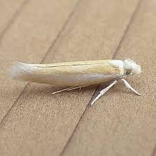 Attēlu rezultāti vaicājumam “Yponomeutidae”